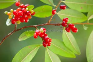 Erythroxylum