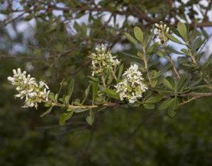 Escalloniaceae