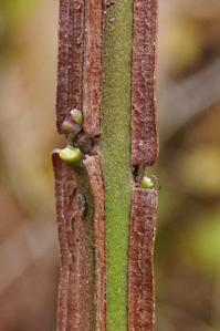 Euonymus