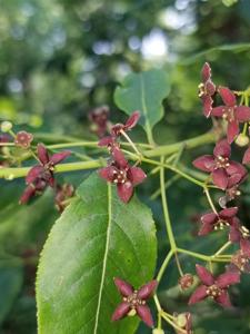 Euonymus