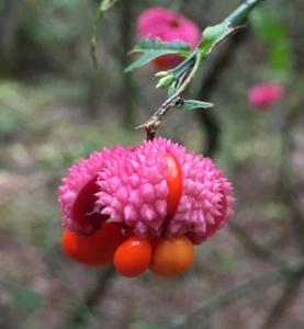 Euonymus