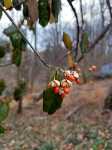 Euonymus