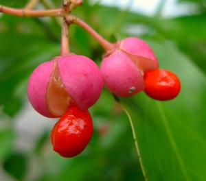 Euonymus