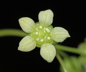 Euonymus