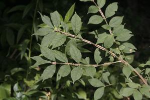 Euonymus