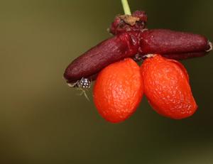 Euonymus