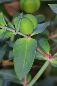 Euphorbia