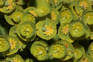 Euphorbia