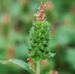 Euphorbiaceae