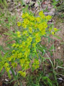 Euphorbia