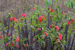 Euphorbia