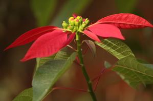 Euphorbia