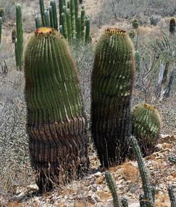 Ferocactus