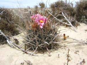 Ferocactus