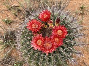 Ferocactus