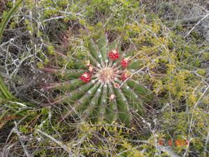 Ferocactus