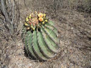 Ferocactus