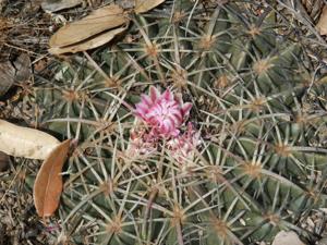 Ferocactus