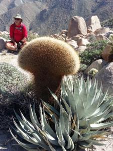 Ferocactus