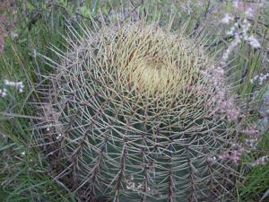 Ferocactus