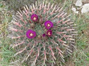 Ferocactus