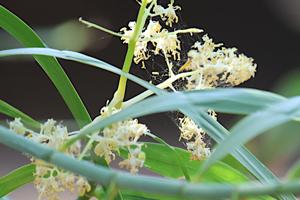 Flagellariaceae