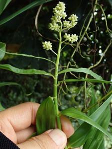 Flagellariaceae