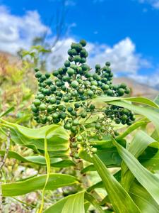 Flagellariaceae