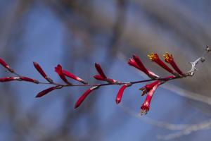 Fouquieria