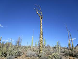 Fouquieria