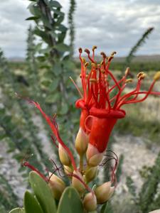 Fouquieriaceae