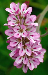 Francoa