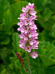 Francoa