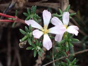 Frankeniaceae