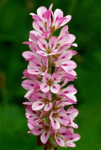 Francoa