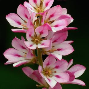 Francoa