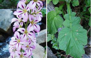 Francoa