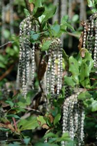 Garryaceae