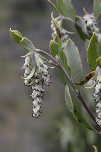 Garryaceae