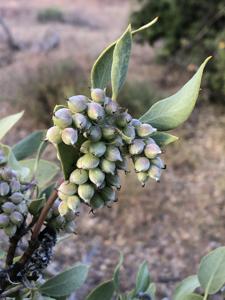 Garryaceae