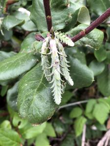 Garryaceae