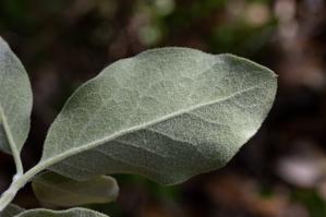 Garryaceae