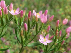 Gentianaceae