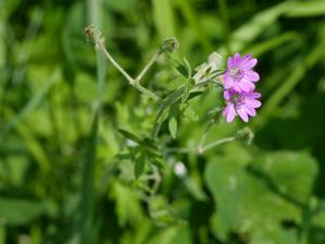 Geraniaceae