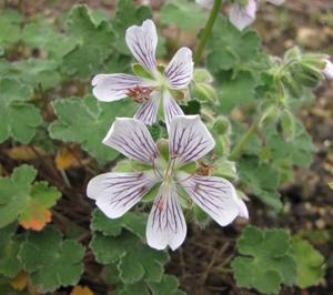 Geranium