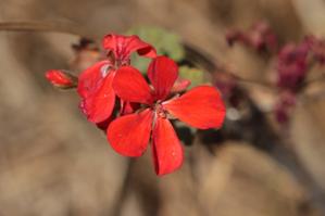 Geraniaceae