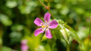 Geraniaceae