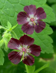 Geranium