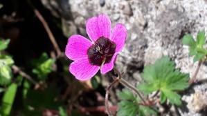 Geranium