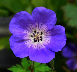 Geranium